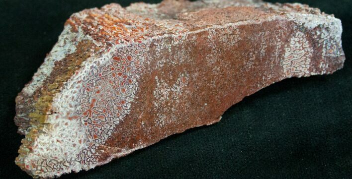 Polished Agatized Dinosaur Bone - Red #7848